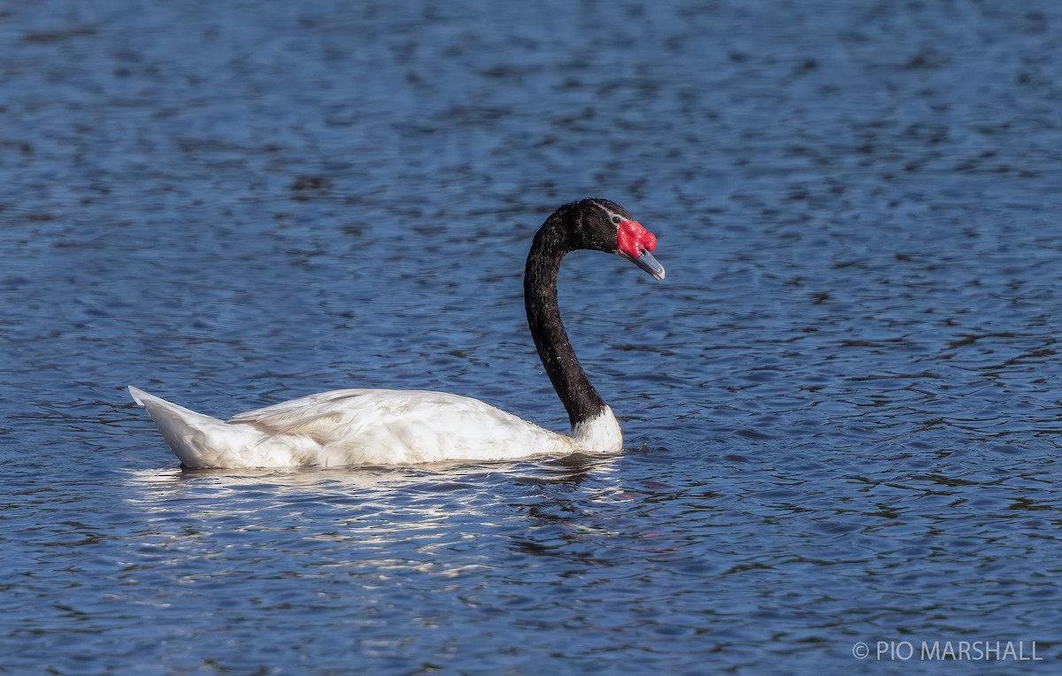 Black-necked Swan - ML226578871