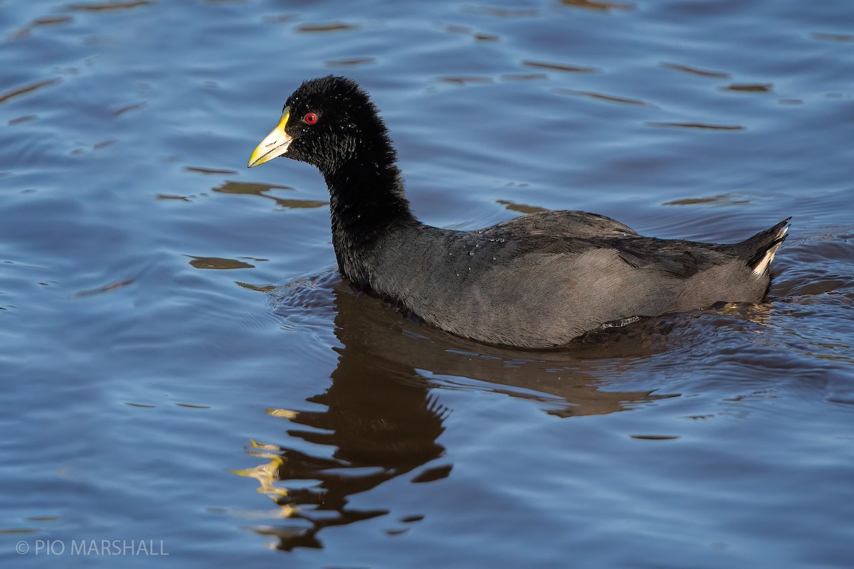White-winged Coot - ML226579491