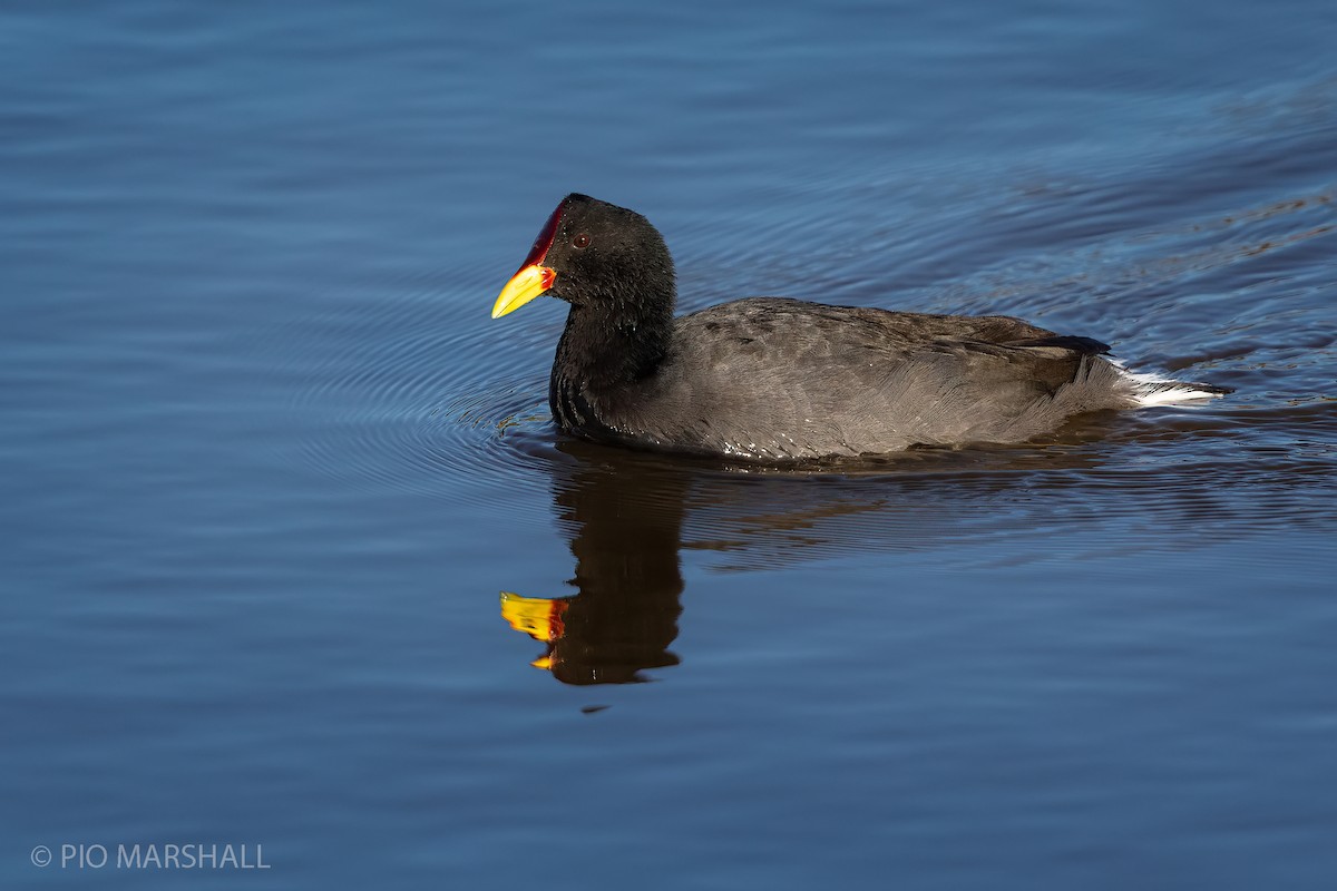 Red-fronted Coot - ML226579641