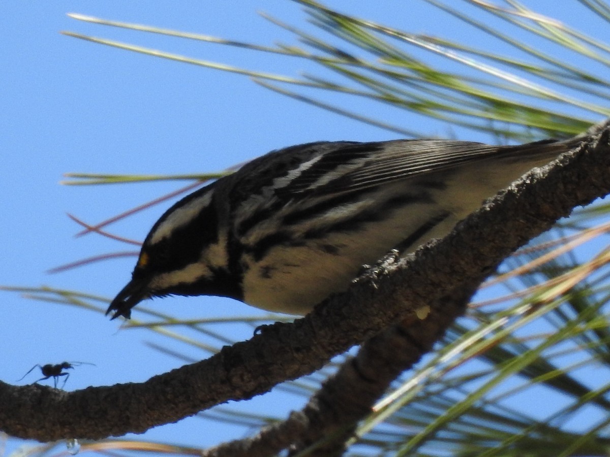 Black-throated Gray Warbler - Kelly Wright