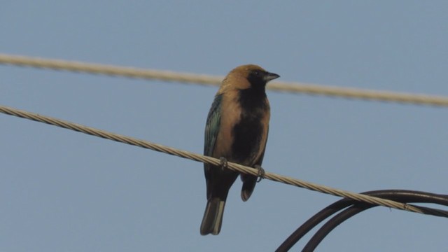 Burnished-buff Tanager (Stripe-bellied) - ML226597471