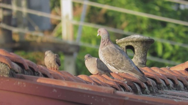 Picazuro Pigeon - ML226597971