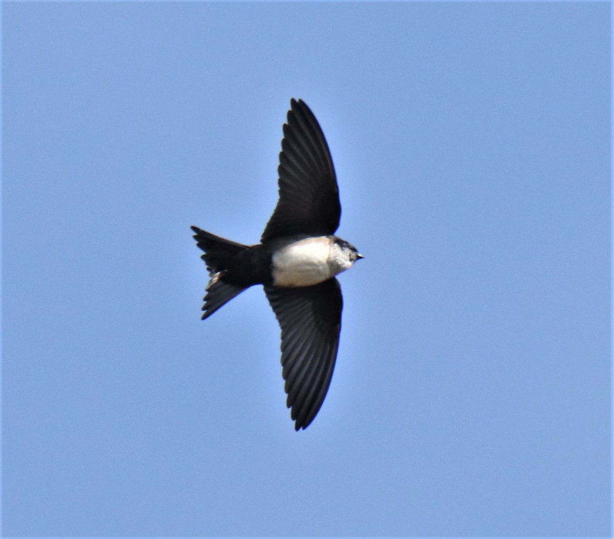 Black-capped Swallow - Josue  de León Lux (Birding Guide) josuedeleonlux@gmail.com +502 3068 8988
