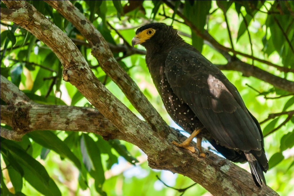 Andaman Serpent-Eagle - Harikrishnan S