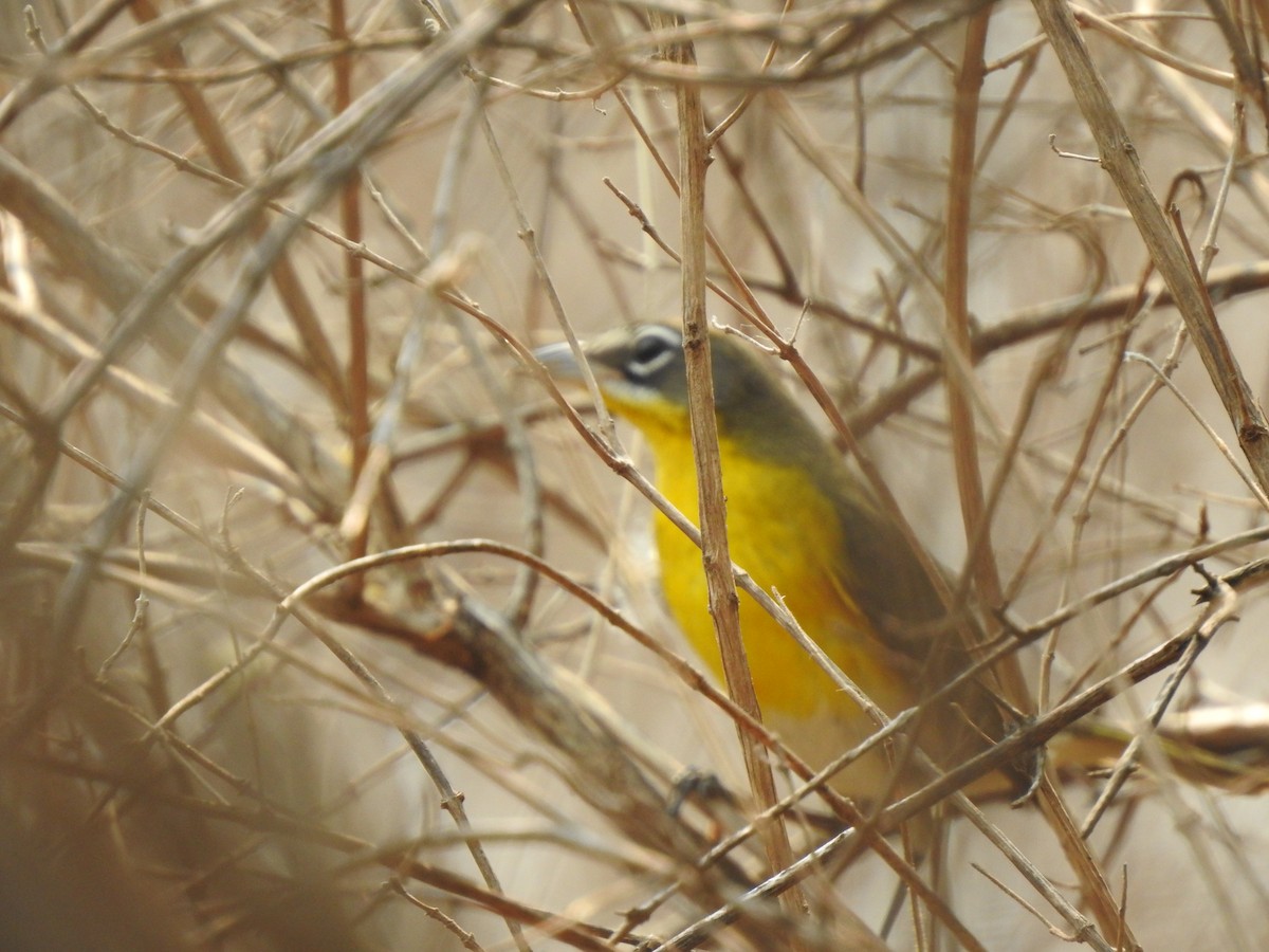 Yellow-breasted Chat - ML226608961