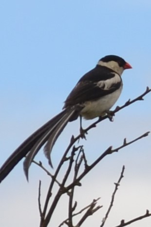 Pin-tailed Whydah - ML226610281