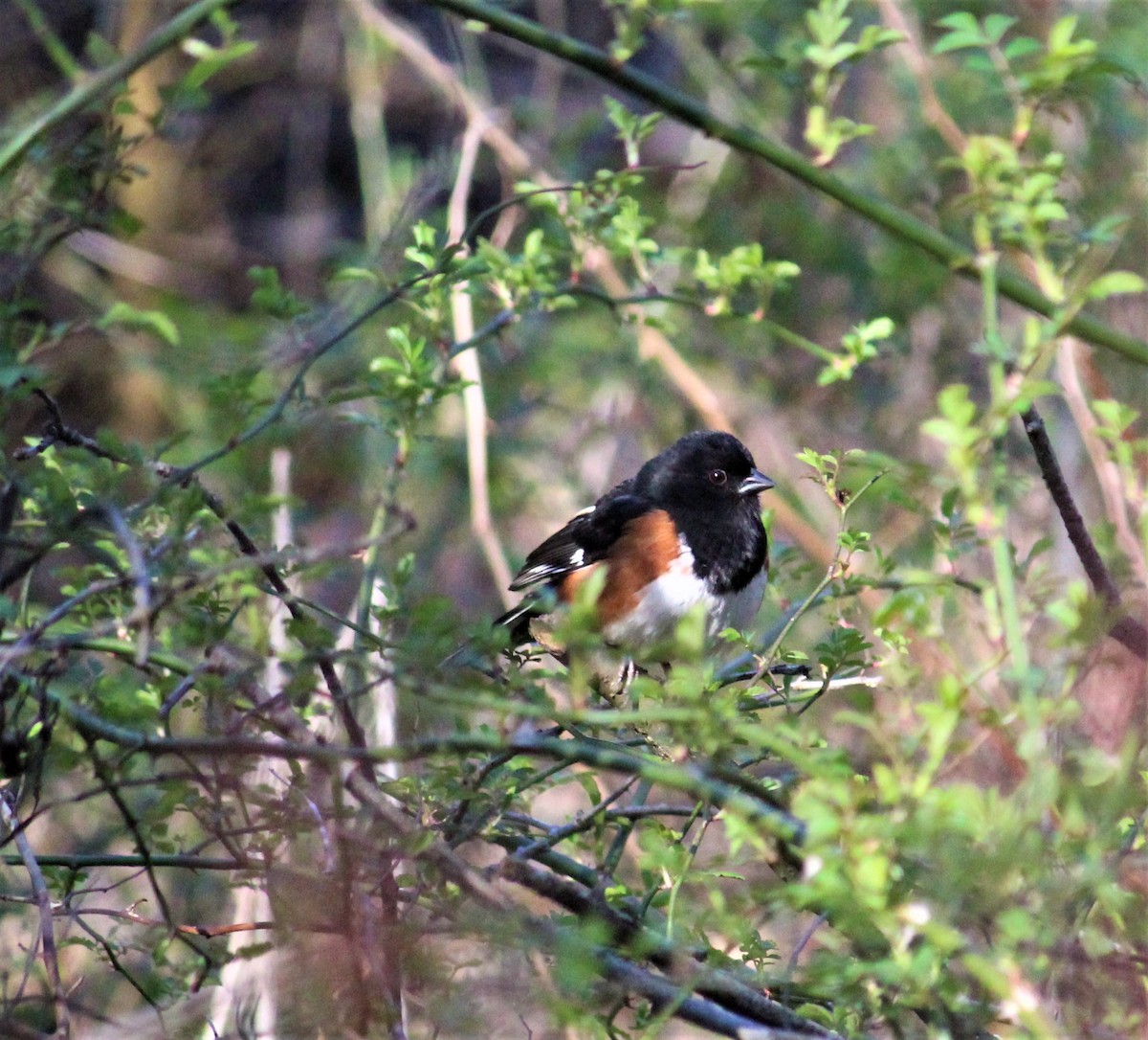 Eastern Towhee - Barb lindenmuth