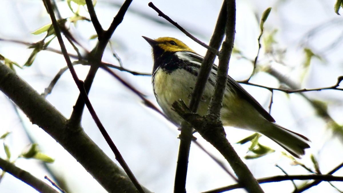 Black-throated Green Warbler - Andy Brown