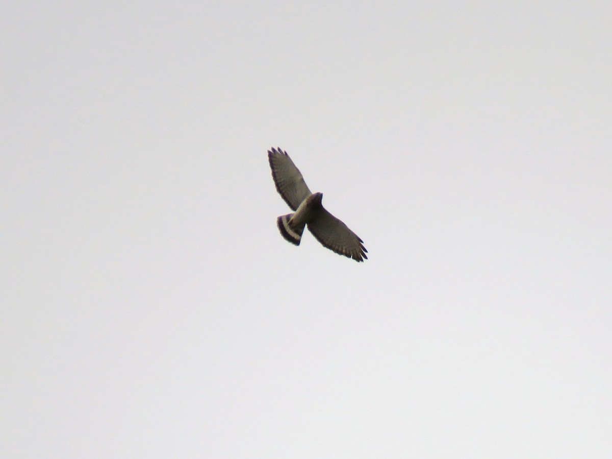 Broad-winged Hawk - ML226618121