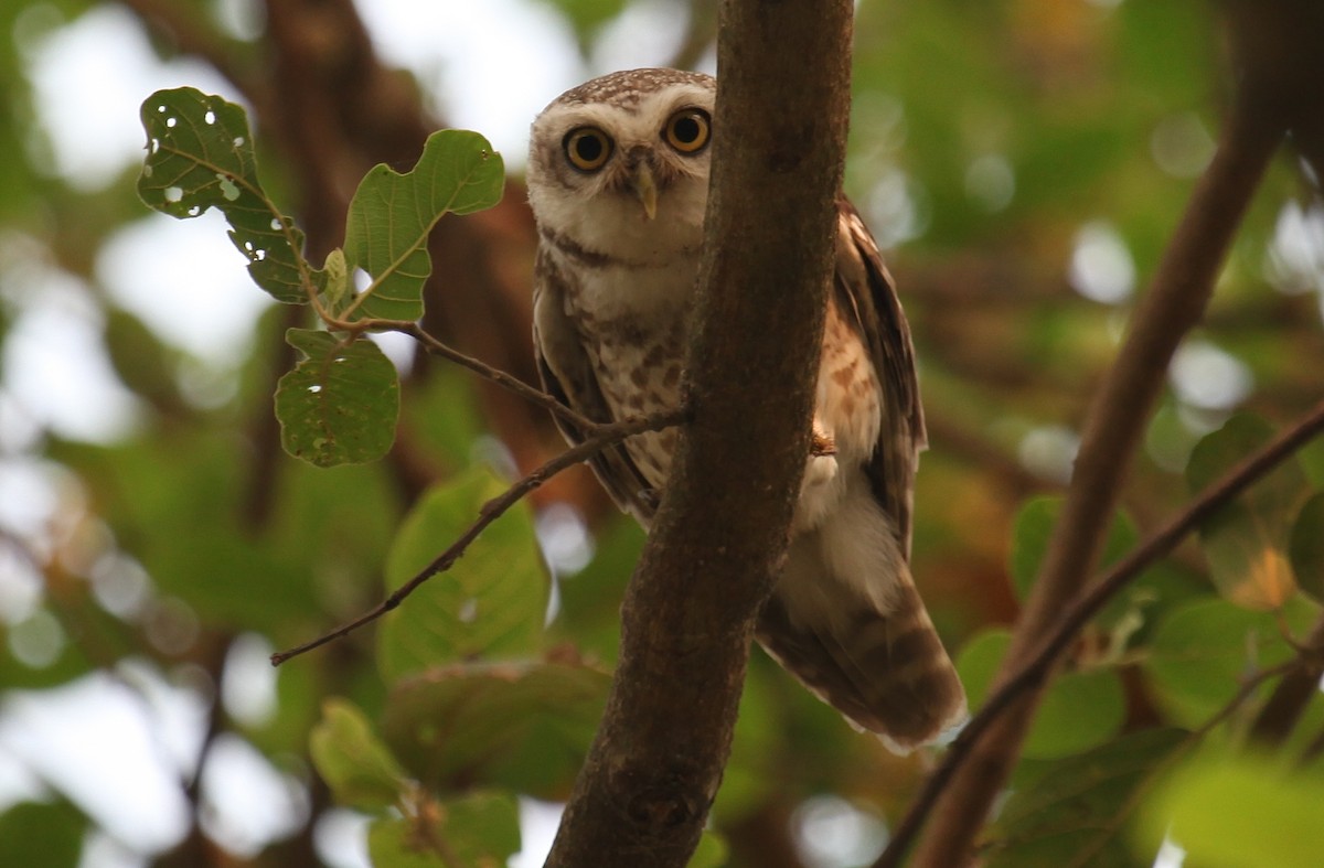 Spotted Owlet - Ron Hess