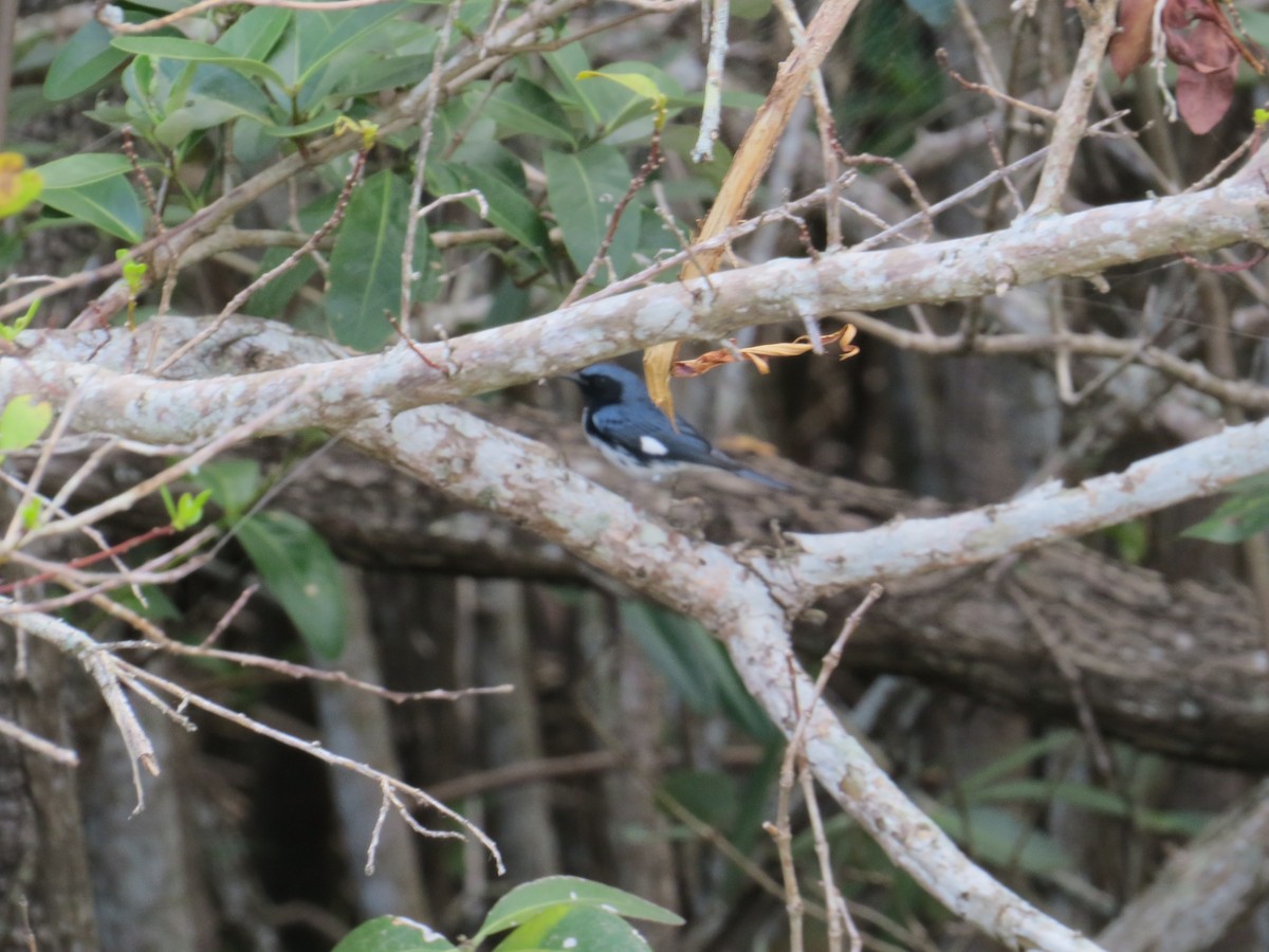 Black-throated Blue Warbler - Mark Kosiewski
