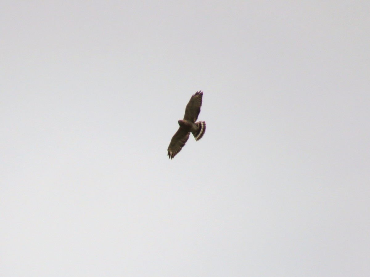 Broad-winged Hawk - ML226622431