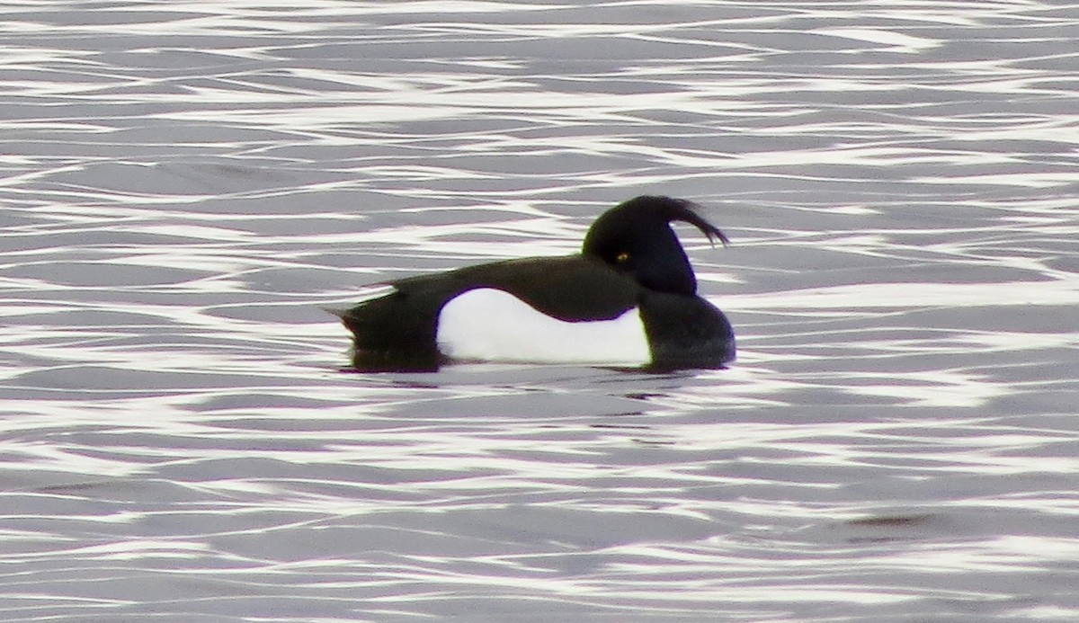 Tufted Duck - ML226626331