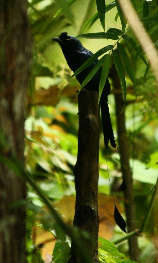 Greater Racket-tailed Drongo - ML22662851