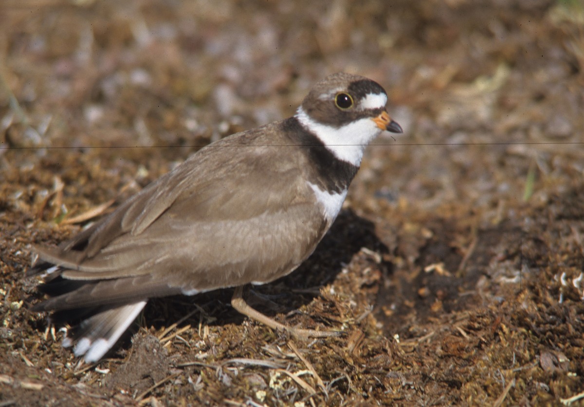 Semipalmated Plover - ML22663091