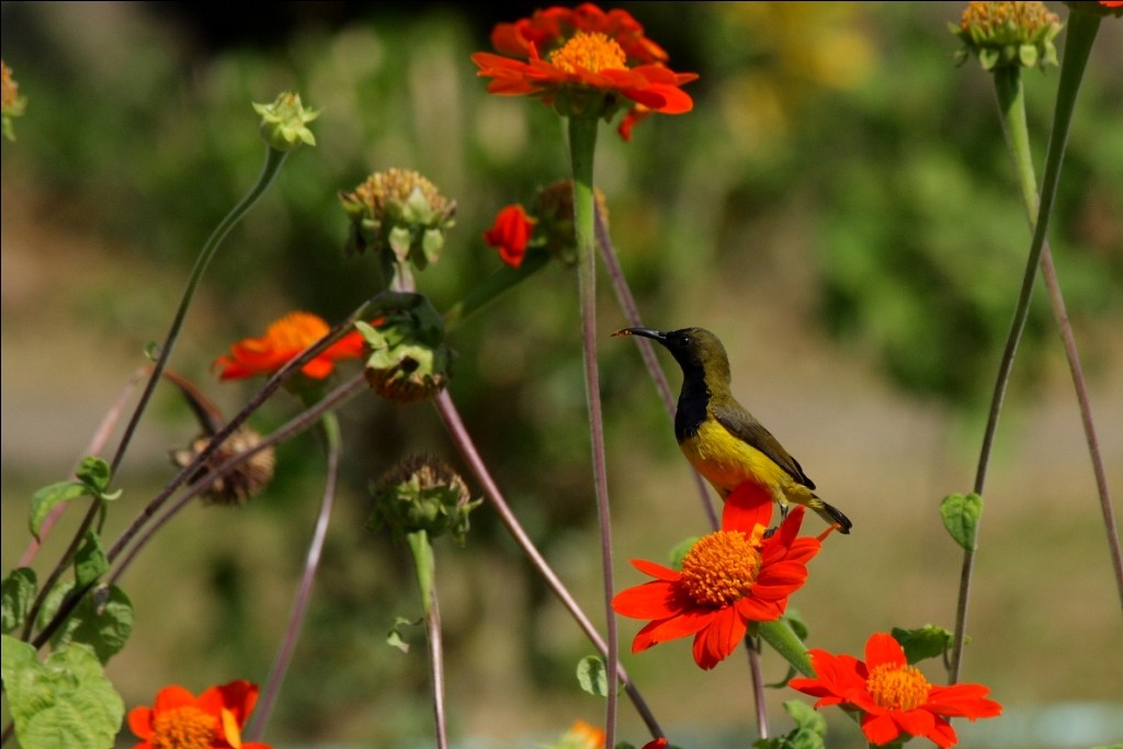 Ornate Sunbird - Harikrishnan S