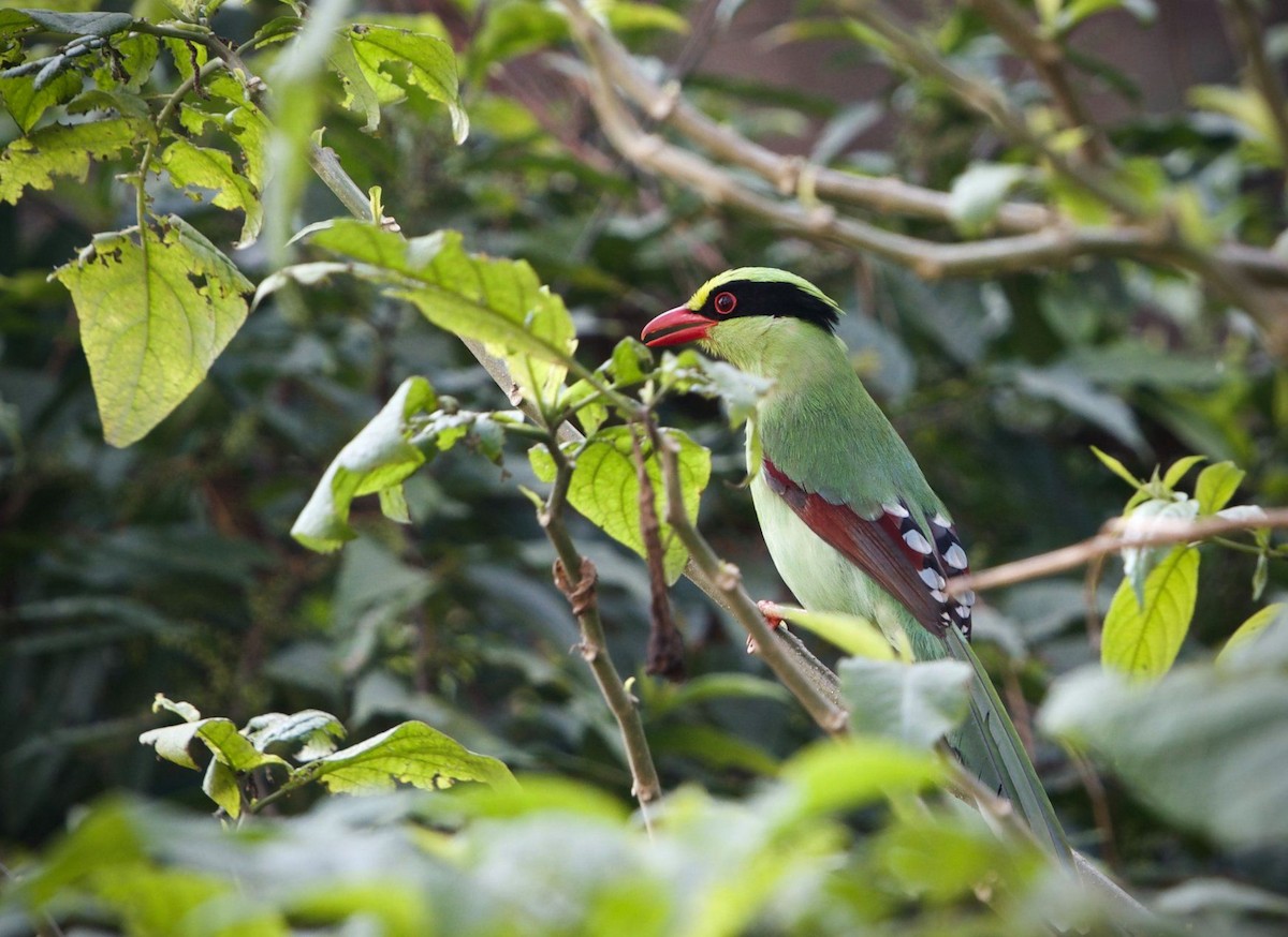 Common Green-Magpie - Nepal Important  Bird Records