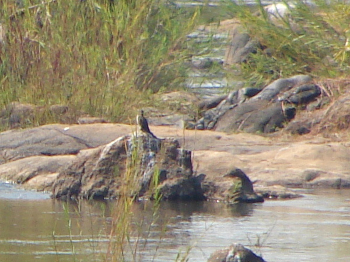 Great Cormorant (White-breasted) - Terence Alexander