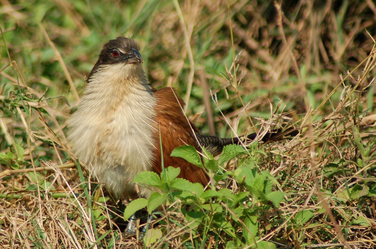 White-browed Coucal (Burchell's) - Terence Alexander