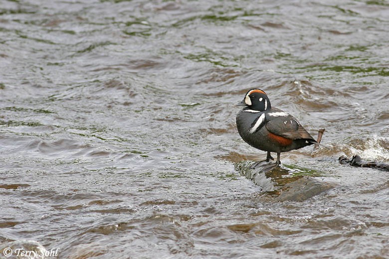 Harlequin Duck - Terry Sohl