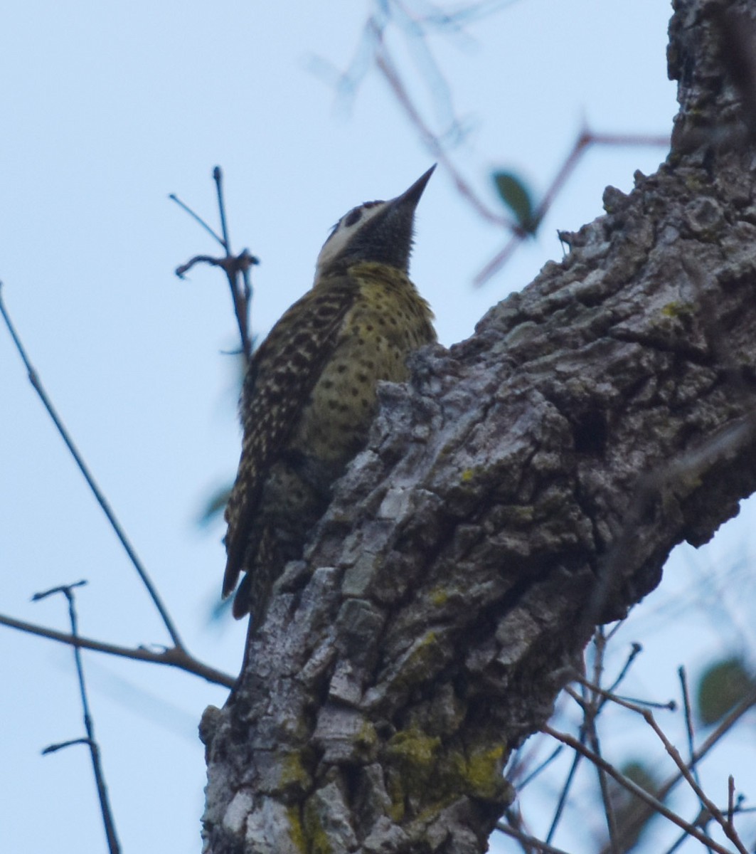 Green-barred Woodpecker - ML226645951