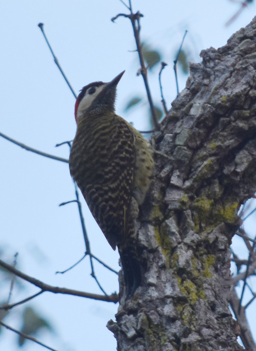 Green-barred Woodpecker - ML226645961