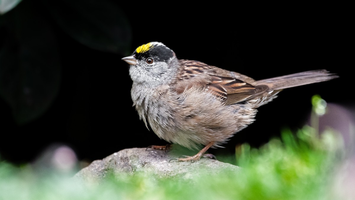 Golden-crowned Sparrow - ML226646251