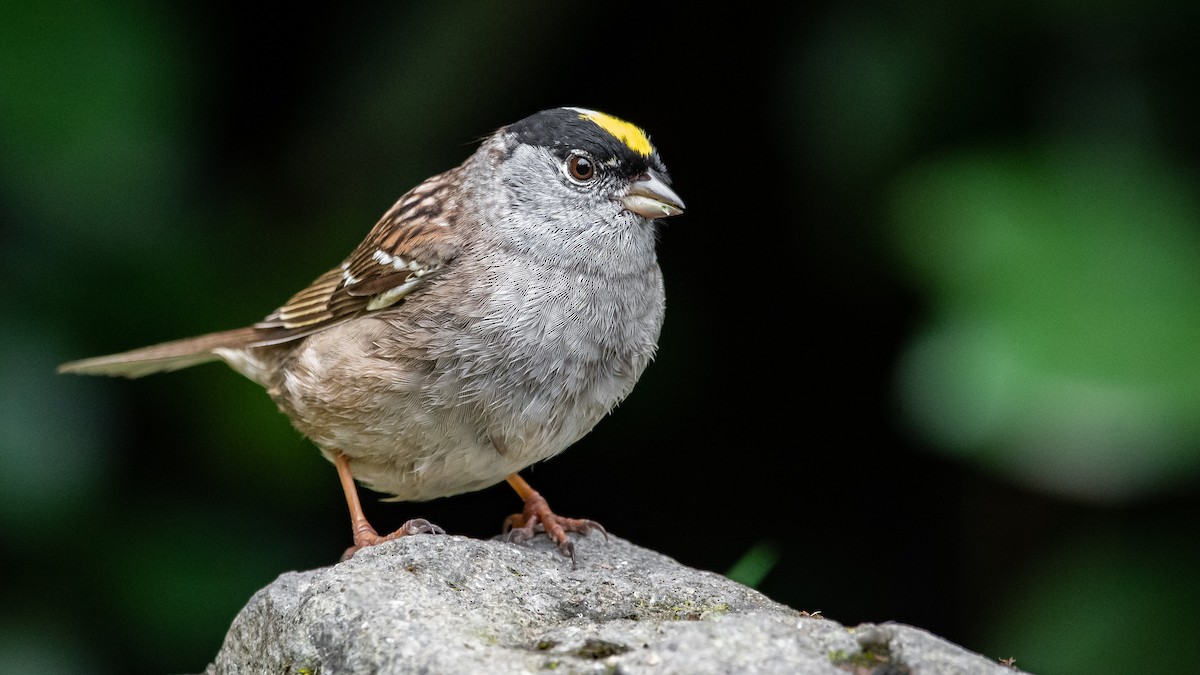 Golden-crowned Sparrow - ML226646271