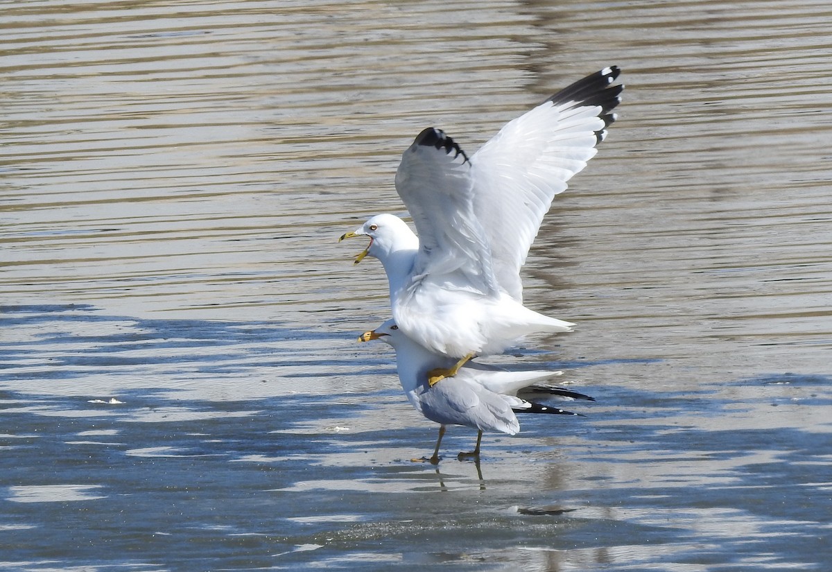 Ring-billed Gull - Pam Hawkes