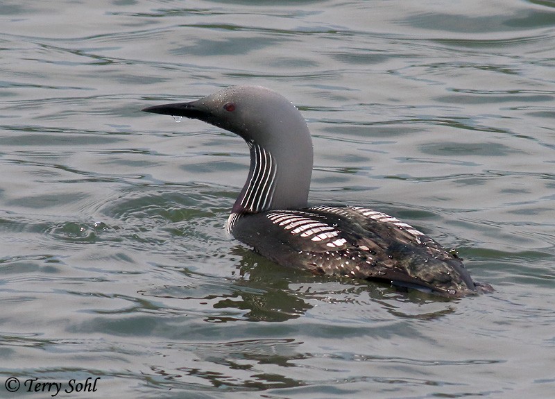 Pacific Loon - Terry Sohl