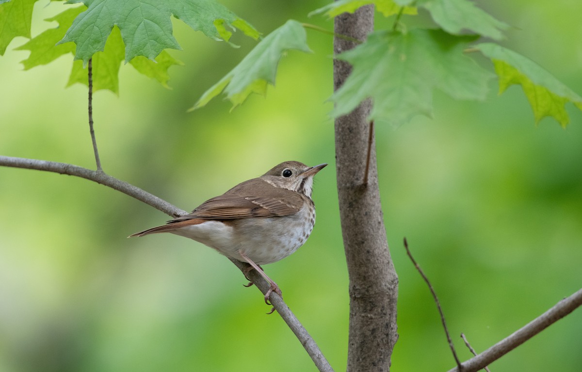 eBird Checklist 23 Apr 2020 Fort Bunker Hill Park 22 species