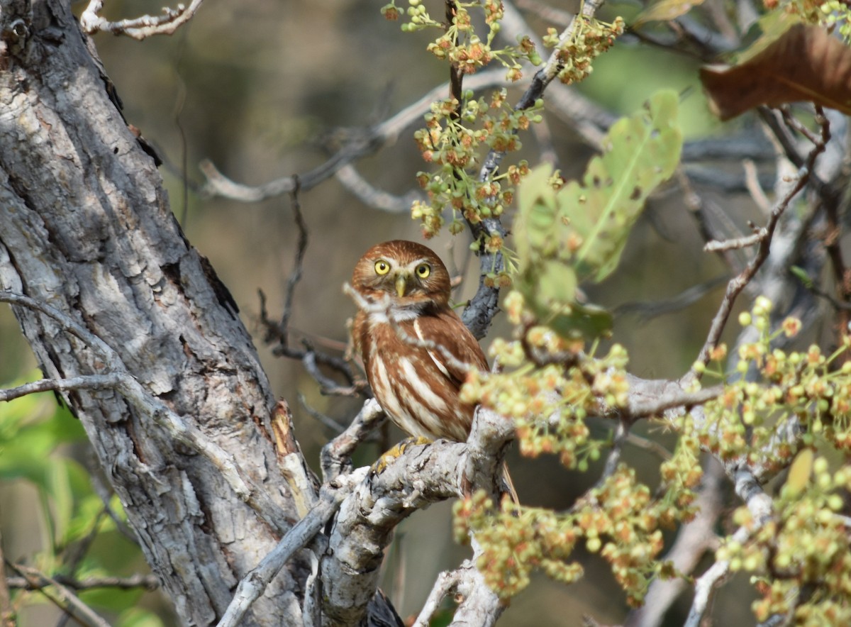 Ferruginous Pygmy-Owl (Ferruginous) - ML226650331