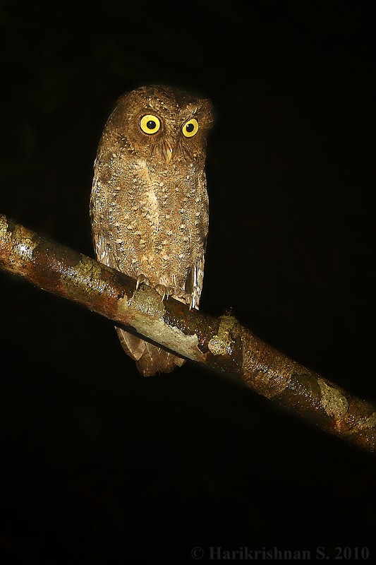 Andaman Scops-Owl - Harikrishnan S
