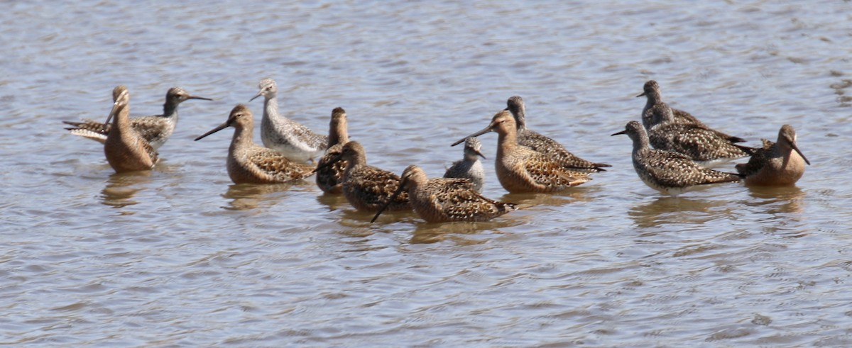 Long-billed Dowitcher - ML226654101