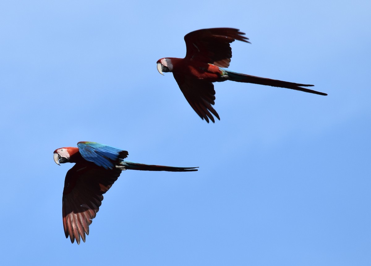 Red-and-green Macaw - ML226659801