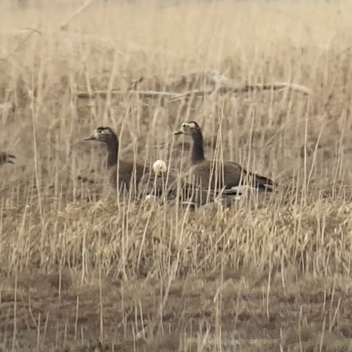 Greater White-fronted x Cackling Goose (hybrid) - Sulli Gibson