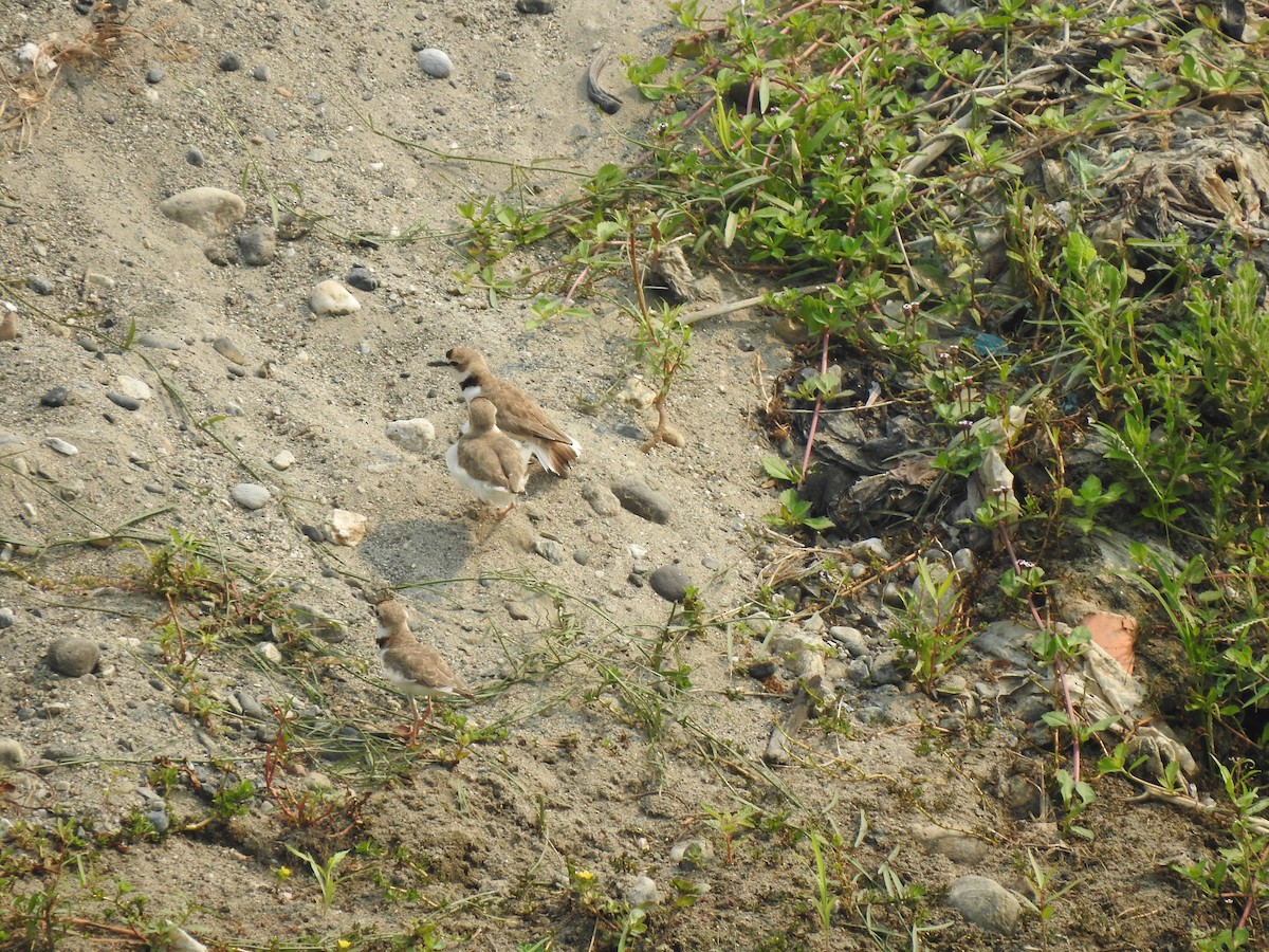 Collared Plover - ML226665731