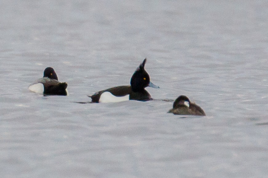 Tufted Duck - ML226666471