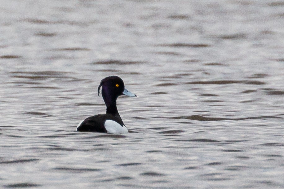 Tufted Duck - ML226666491