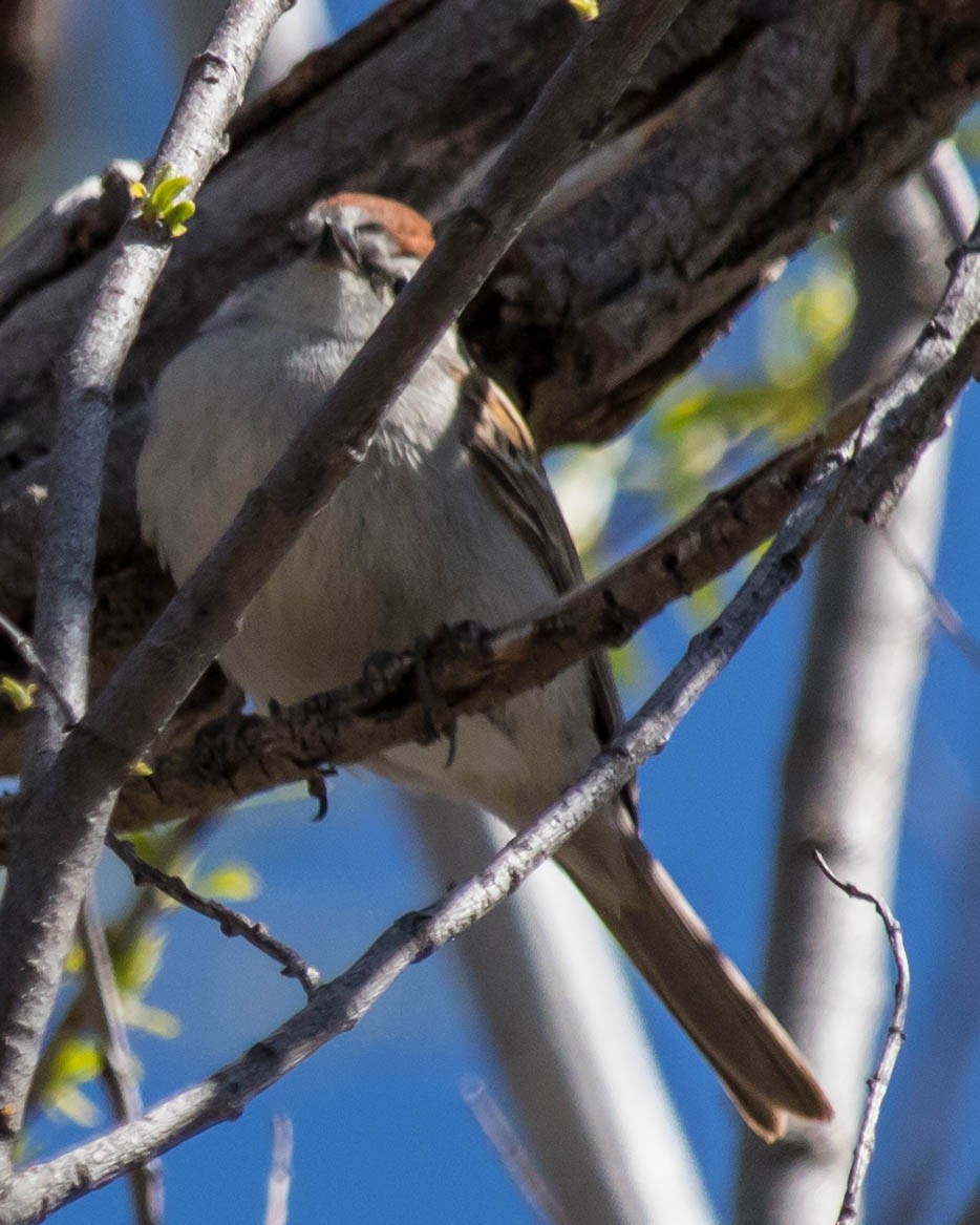 Chipping Sparrow - ML226670481