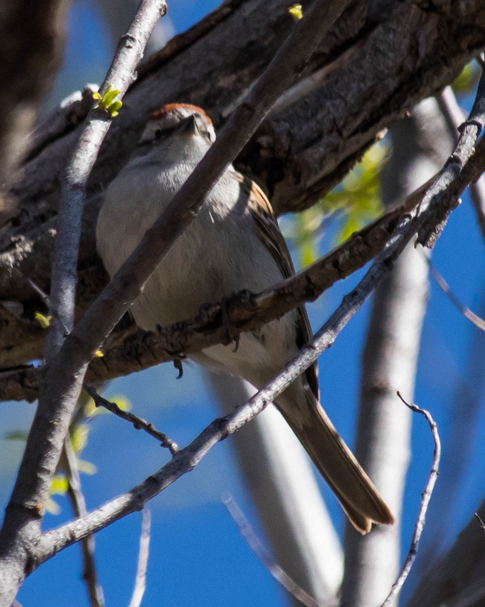 Chipping Sparrow - ML226670501