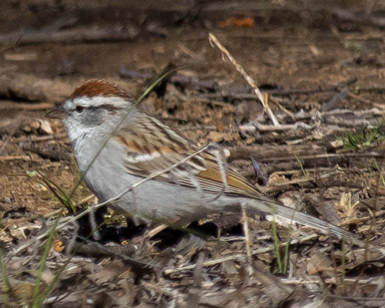 Chipping Sparrow - ML226670511