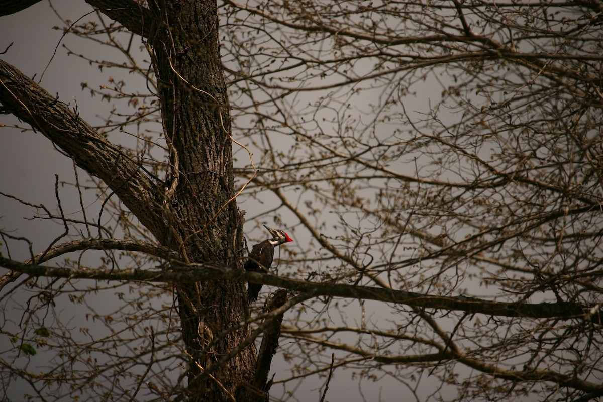 Pileated Woodpecker - Chris Barrigar