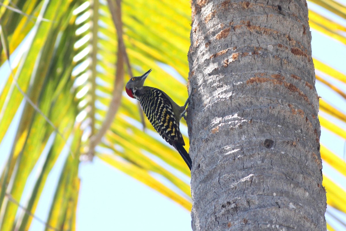 Hispaniolan Woodpecker - ML226672221