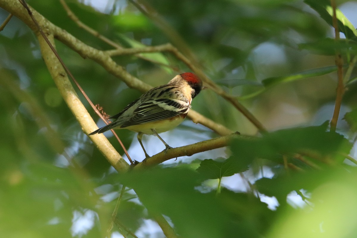 Bay-breasted Warbler - ML226672721