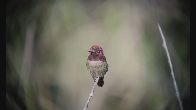 Anna's Hummingbird - ML226673311