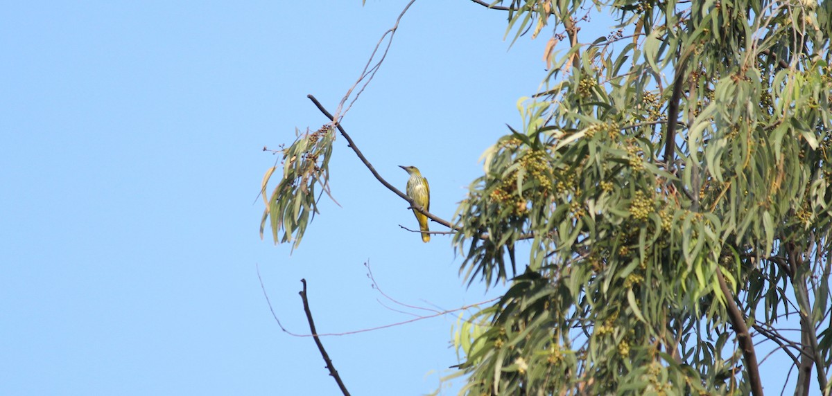 Indian Golden Oriole - ML22667341