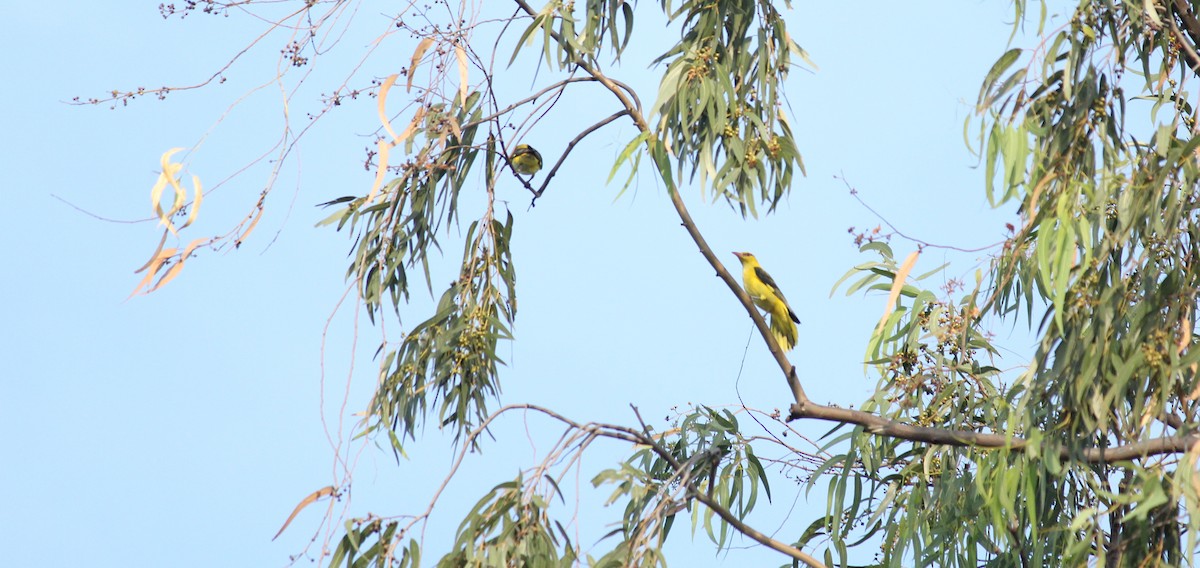Indian Golden Oriole - ML22667351