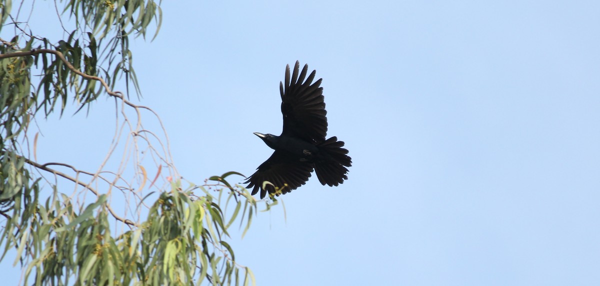 Large-billed Crow - ML22667531