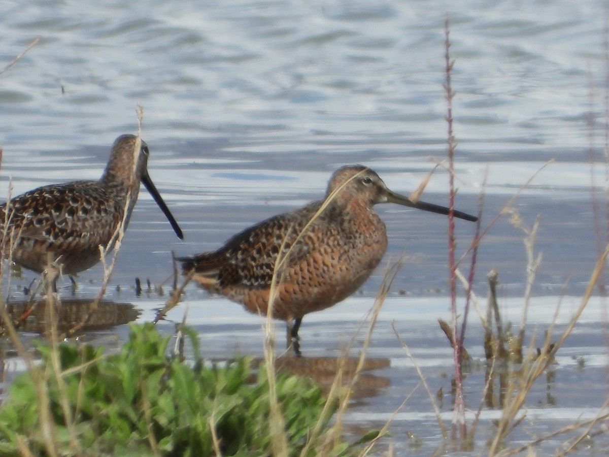 Long-billed Dowitcher - ML226676631